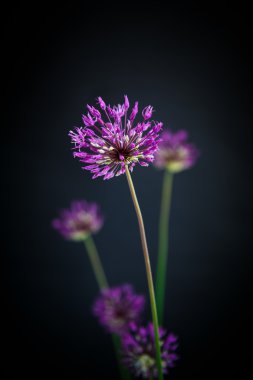 Allium