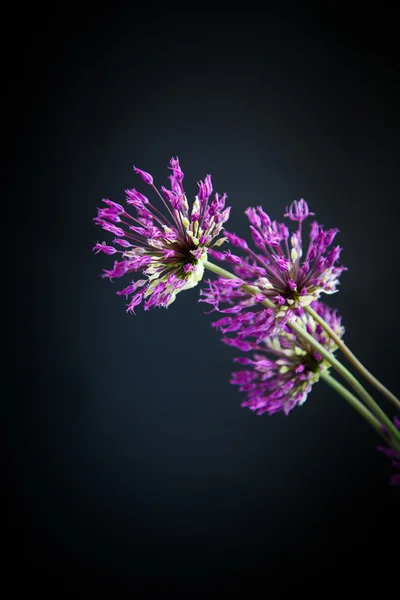 Allium. — Foto de Stock