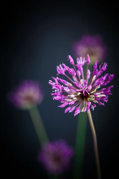 Allium. — Foto de Stock