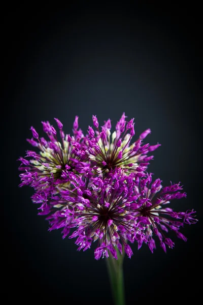 Allium — Stockfoto