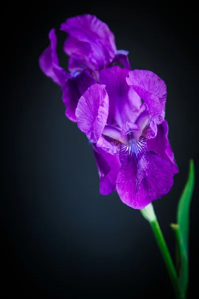 Iris vacker blomma — Stockfoto