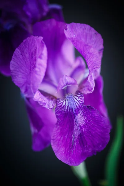 Iris vacker blomma — Stockfoto