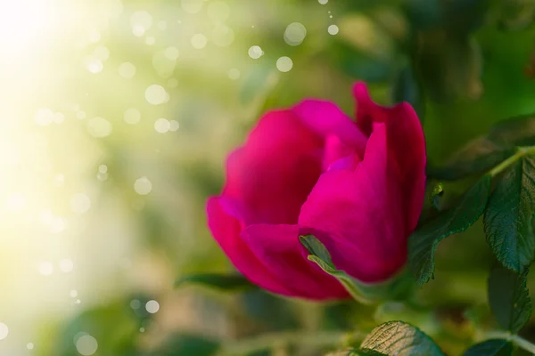 Rosa mosqueta floreciente —  Fotos de Stock