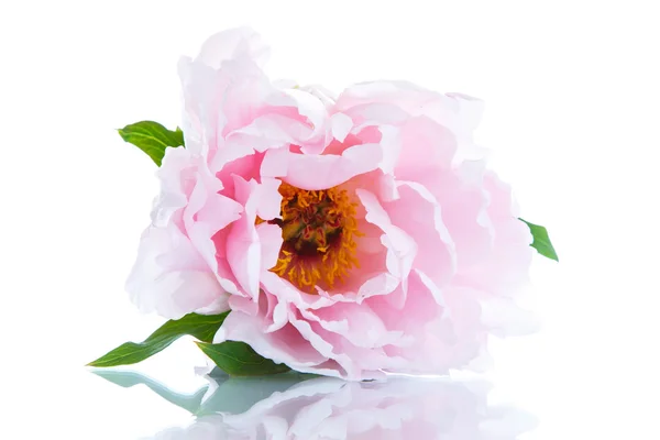 美しい咲く牡丹 — ストック写真