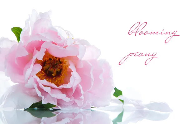 Beautiful blooming peony — Stock Photo, Image