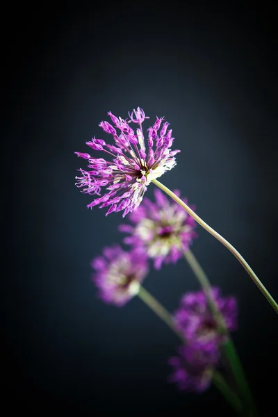 Allium. — Foto de Stock