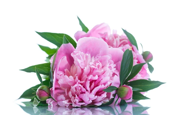 Peonia in fiore — Foto Stock