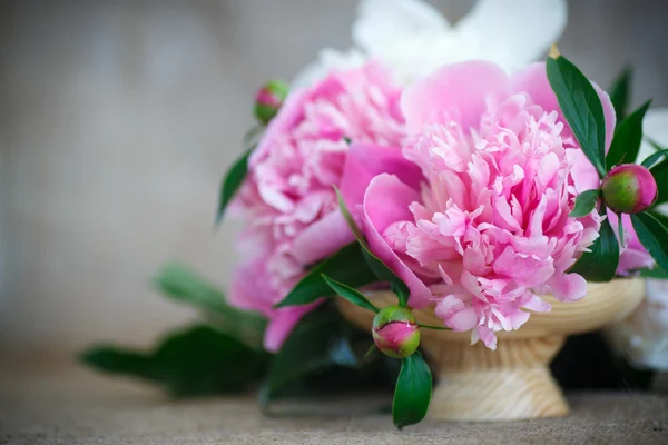 Peonia in fiore — Foto Stock