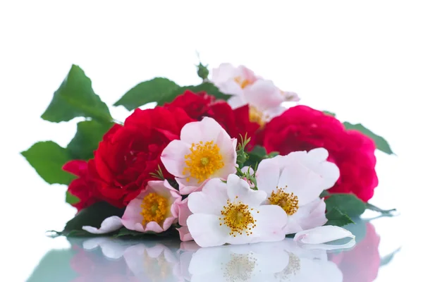 Buquê de belas rosas selvagens — Fotografia de Stock