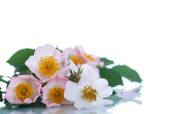 Buquê de belas rosas selvagens — Fotografia de Stock