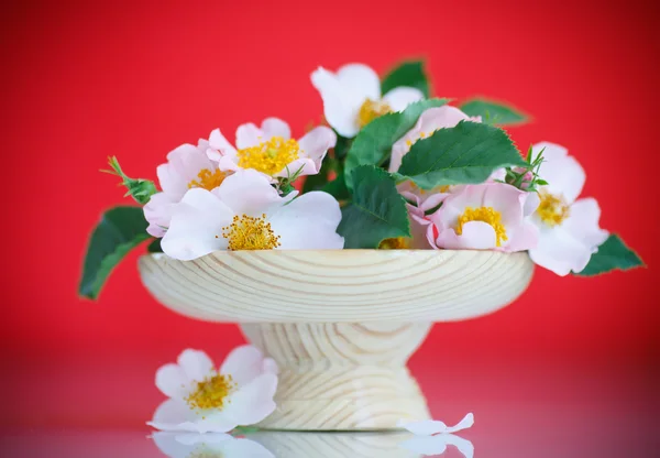 Bouquet of beautiful wild roses — Stock Photo, Image