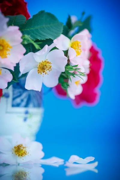 Bouquet di belle rose selvatiche — Foto Stock