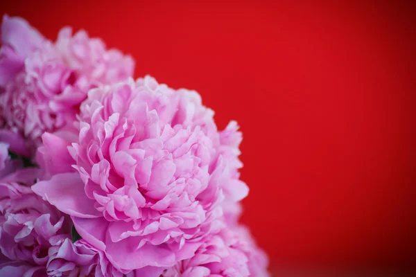 Beautiful pink peonies — Stock Photo, Image