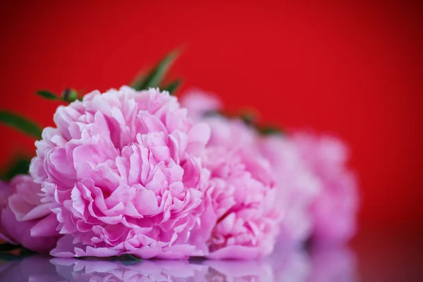 Mooie roze pioenrozen — Stockfoto