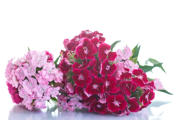 Bouquet luminoso di garofani — Foto Stock