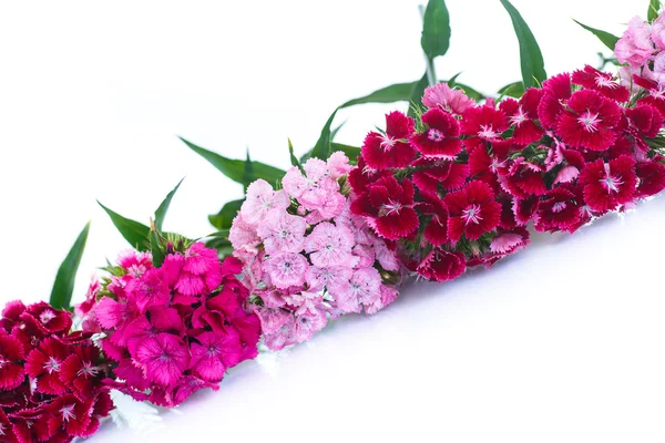 Bright bouquet of carnations — Stock Photo, Image