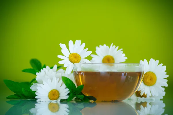 Chamomile tea — Stock Photo, Image