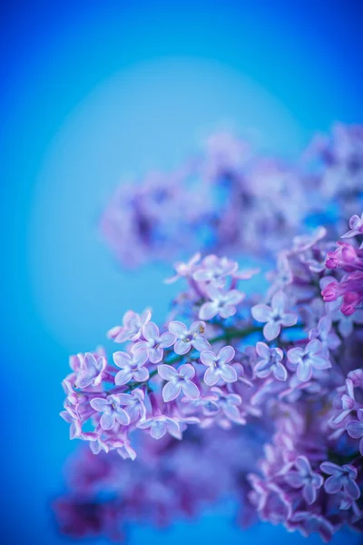 Beautiful spring lilac — Stock Photo, Image