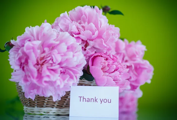 Красивые розовые пионы — стоковое фото
