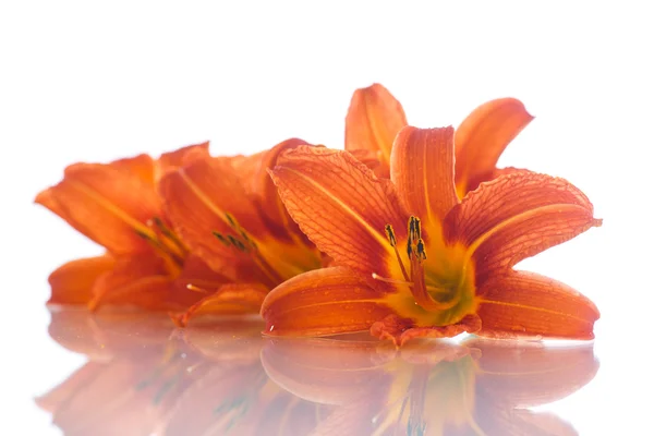 Orange lily — Stock Photo, Image