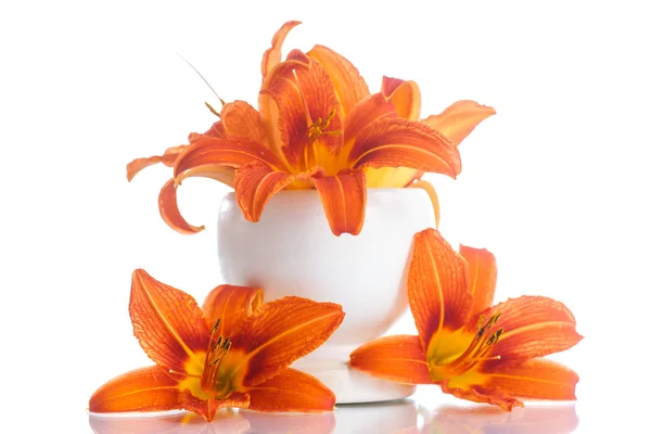 Orange lily — Stock Photo, Image