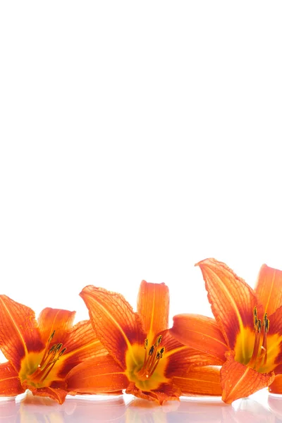 Orange lily — Stock Photo, Image