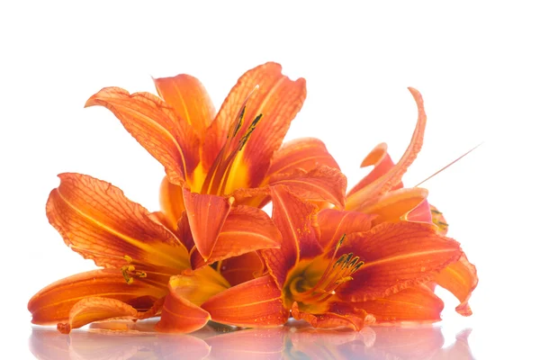 Orange lily — Stock Photo, Image