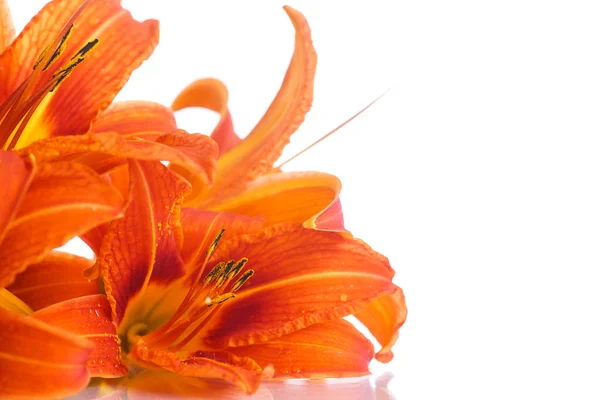 Orange lily — Stock Photo, Image