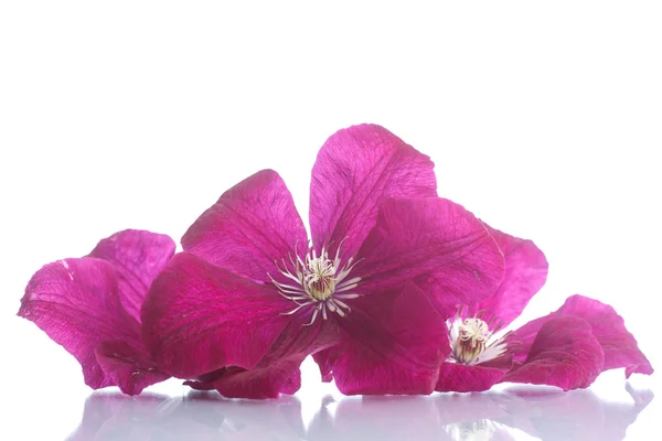 Vackra blommande clematis — Stockfoto