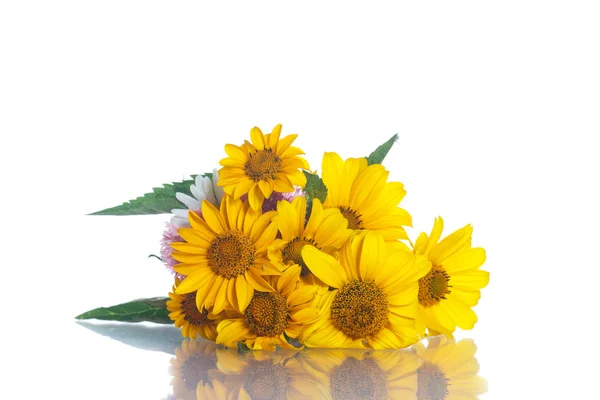 Fleurs de marguerite jaune — Photo