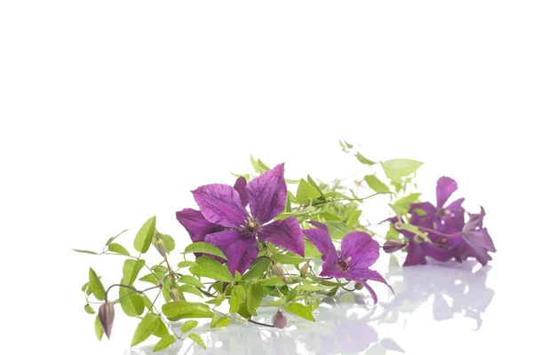 Mooie bloeiende clematis — Stockfoto