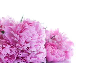 güzel pembe peonies