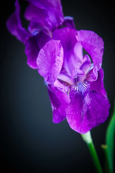 Iris güzel çiçek — Stok fotoğraf