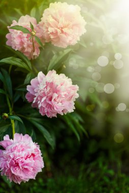 çiçek açan Şakayık