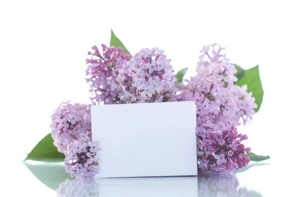 Beautiful flowers blooming lilac — Stock Photo, Image