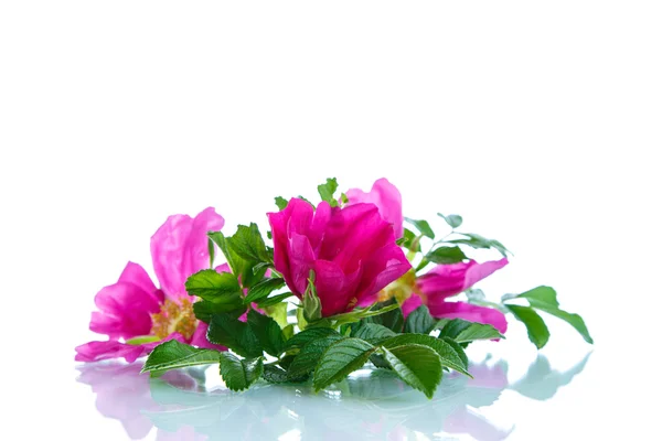 花の咲くワイルド ローズ — ストック写真