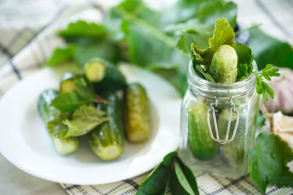 Salted cucumber — Stock Photo, Image