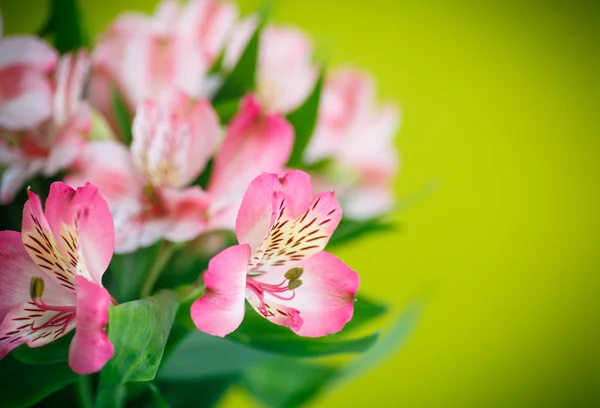 Hermoso ramo de flores alstroemeria — Foto de Stock