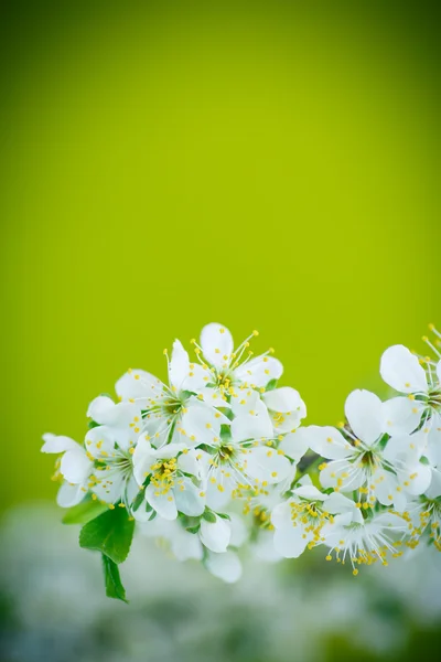 Belo ramo de árvore de fruto florescendo — Fotografia de Stock
