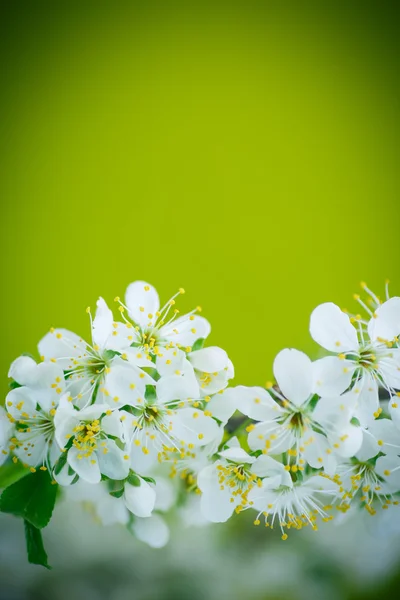 Hermosa rama de árbol frutal floreciente — Foto de Stock