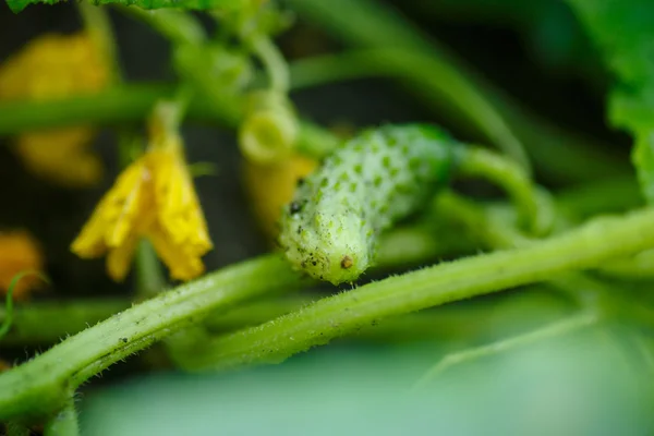 Organic cucumber — Stock Photo, Image