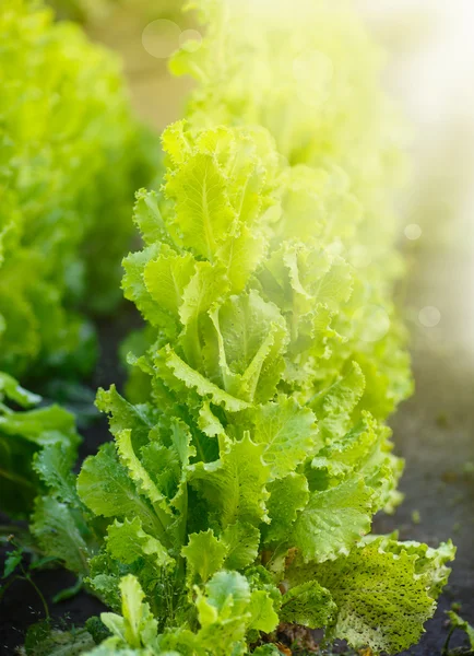 Growing lettuce from the ground — Stock Photo, Image