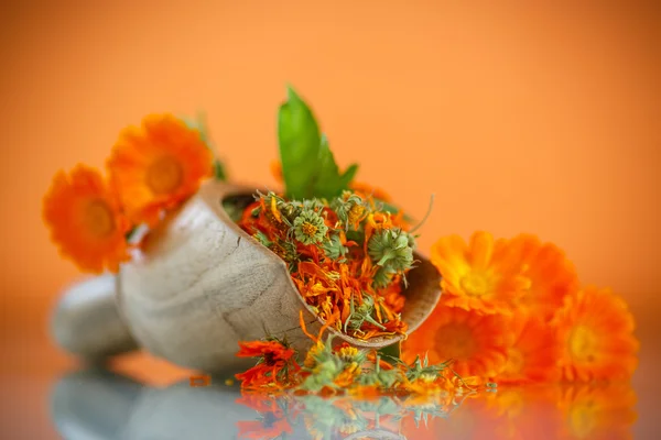 Dried calendula — Stock Photo, Image