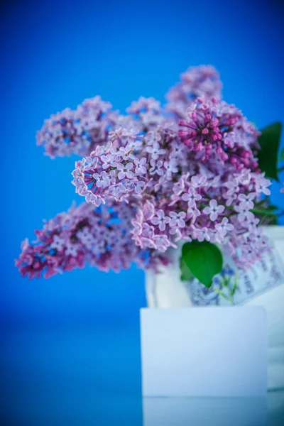 Beautiful spring lilac — Stock Photo, Image