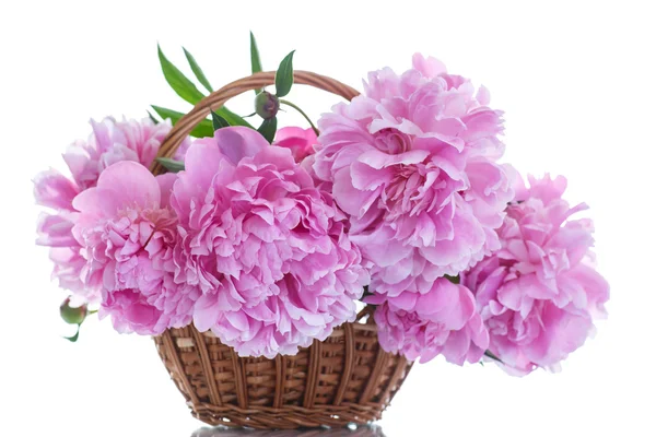 Vacker rosa pioner — Stockfoto