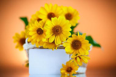 Sarı papatya çiçek grup