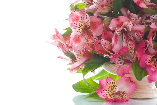 Alstroemeria — Stock Photo, Image