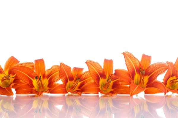 Orange lily — Stock Photo, Image