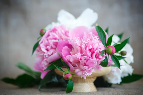 Blooming peony — Stock Photo, Image