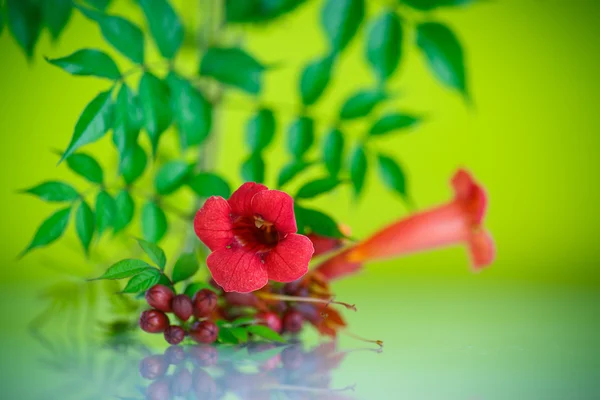 Flor flor roja Campsis — Foto de Stock